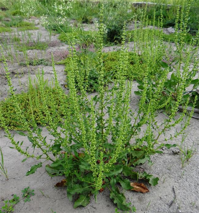 Rumex dentatus subsp. klotzschianus